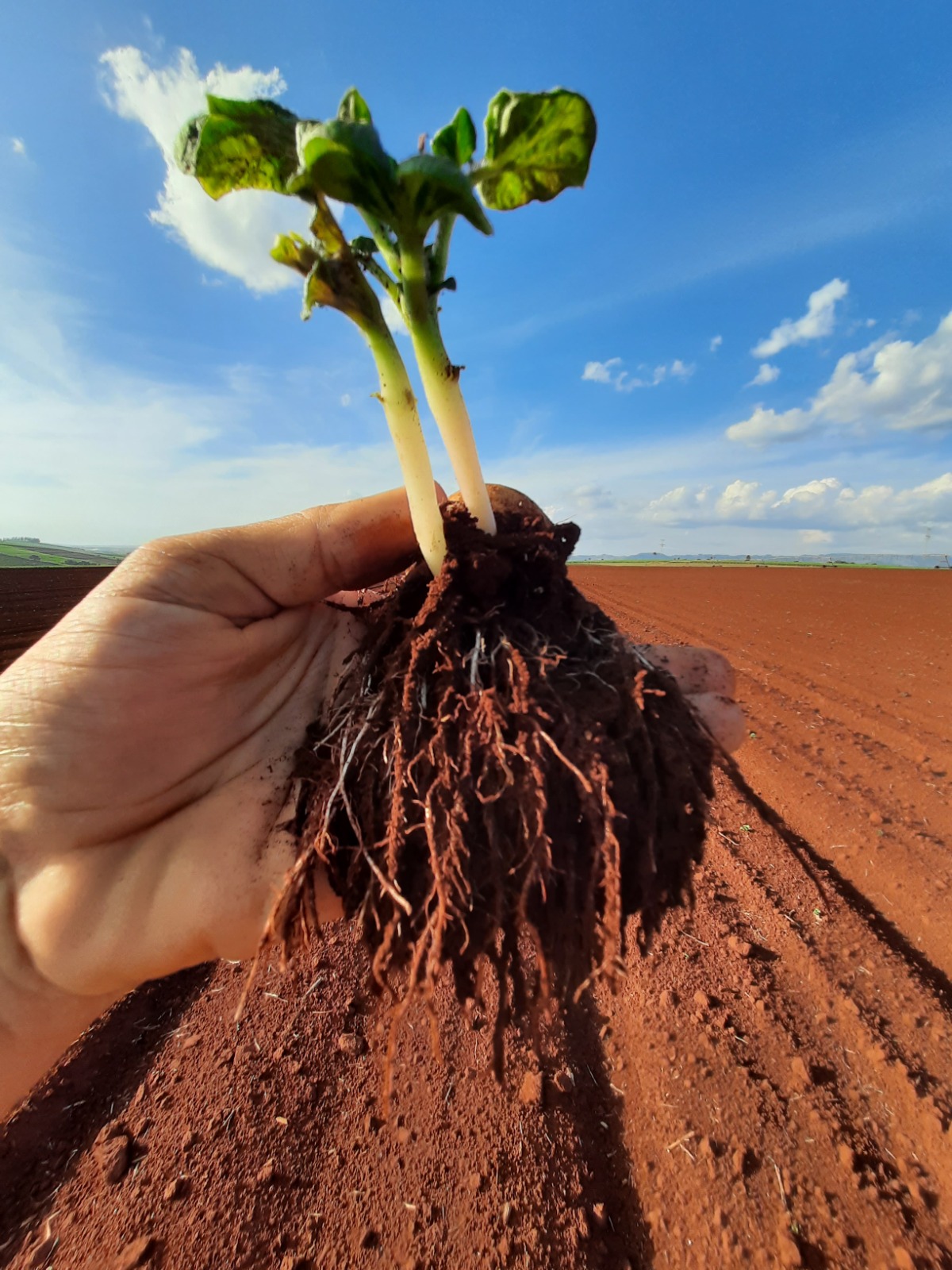 Plantação 7